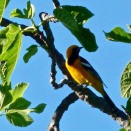 お菓子か鳥かなど