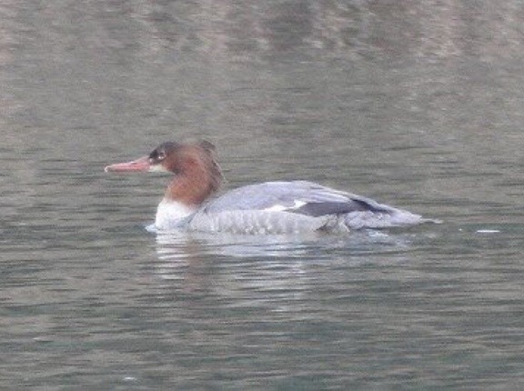 2025年11月9日の野鳥公園