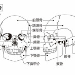 オステオパスの独り言
