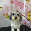 トリミングのお客様(27・28日)