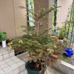 B.B.かふぇ 繁盛記