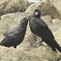 2026年6月11日の野鳥公園