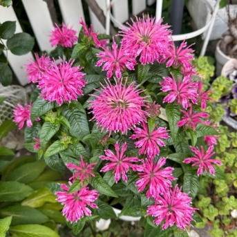＊夏の花開花 モナルダフォーグローズとペチュニア