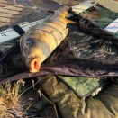 2025年11月16日の釣果（揖斐川）