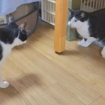 みにみゅう　猫の飼い主さん募集中　