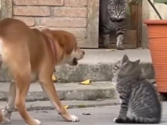 子猫にワンワン吠えていた犬、強そうなママ猫の姿が目に入り…とっさの演技でごまかそうとする