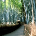 理瑛旅客鉄道 II