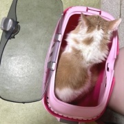 子猫の頃に使っていたものの話と見事な排雪風景