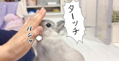 うさぎのルリ(7/6追記)