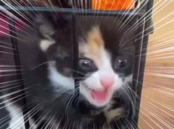危険な猛獣が檻の中にいた。ここから出せぇ～！ → そう言われましても…
