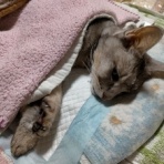 みーちゃんＨＯＵＳＥ