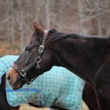 『オジロワシ』の画像