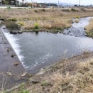 遡上が見られない、