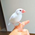 白文鳥のぴーちゃんの記録