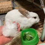 うさぎのきた道