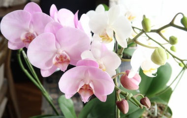 『コチョウランの葉が室内で育ったので嬉しくて報告です！』の画像