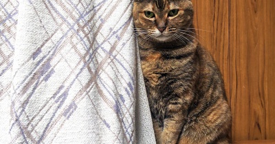 なっちゃんの乱