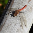 11月28日(金)の昆虫観察　豊川市
