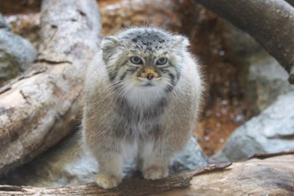 マヌルネコ ひかたま 光の魂たち