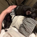 こんにちは、賑やか。
