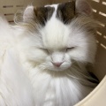 猫って無限⚪︎製造機