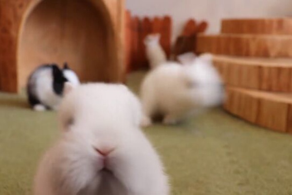 うのくらし ドワーフホト