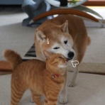 湘南凸凹柴WAN日記