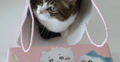 ちいかわ紙袋と猫。