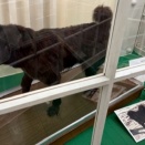 北大植物園に南極犬タロ（剥製）がいて感激したお話