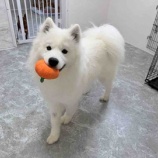 『サモエド「ライト君」の里親募集を開始いたしました！』の画像