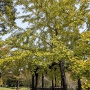 やがて昭和１００年がやって来る