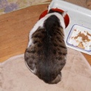 猫に小判を与えたら。 埋蔵金：弐千弐拾四両　朝ぁまではぁ居らんやろ～なぁ。