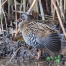 クイナの水浴び＆羽繕いを撮る🪿（多々良沼公園）