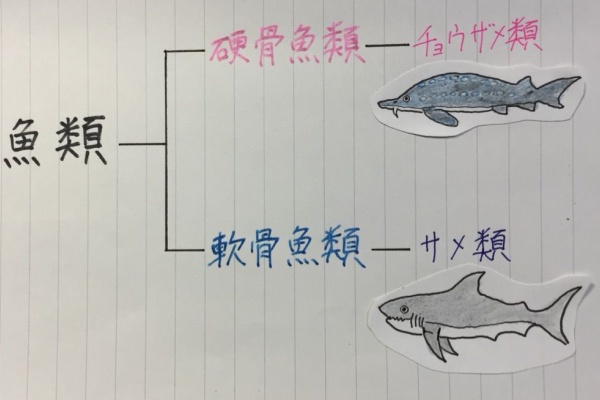 法学部生が語る生き物の世界 15