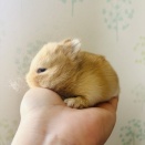 ネザーランドドワーフの赤ちゃん 2026年9月24日生まれ