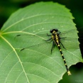 【衝撃】「かわいい虫」ランキング、ついに発表される