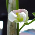 Heyモーの家庭菜園を楽しむ