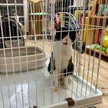 『一太郎、Muddy Catメンバーへの道 その1』の画像