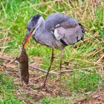 野鳥の観察を都内で