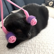 涼しいリビングを満喫するスミちゃん