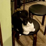 海の近くに猫と住んでる