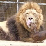 ライオン ひかたま 光の魂たち