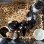 ノーザンみしま（Norzan Mishima）最新入荷情報