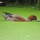 柏の葉キャンパス駅近郊の水辺探鳥記(ヒドリガモは雄か雌か)