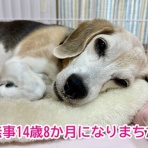 ガオだらけな日々　