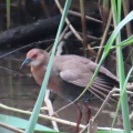 幼鳥から若鳥に成長したヒクイナを撮る🦜（多々良沼公園）
