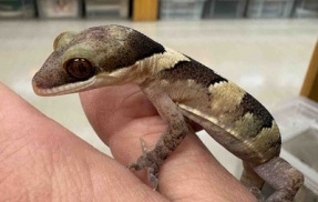 国内CBのホソユビにヒルヤモリなど～