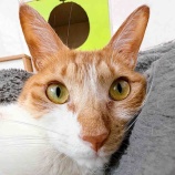 『お誕生日🎂パセリ君、うさぎ疑惑？』の画像