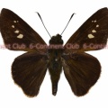 マラヤクロチャバネセセリ♂ (ボルネオ) Caltoris malaya malaya