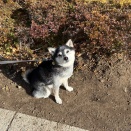 師走後半の納豆ランチとほうれん草ウィンナー卵炒め